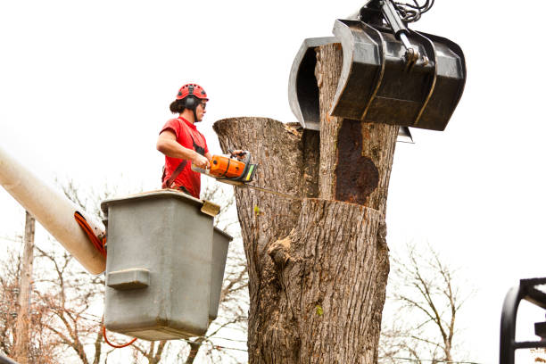 Best Commercial Tree Services  in Fort Defiance, AZ